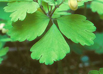 中部の茎葉