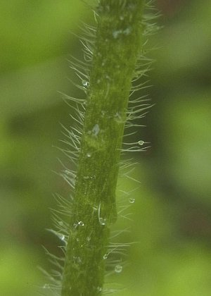 茎