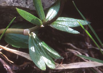 茎葉