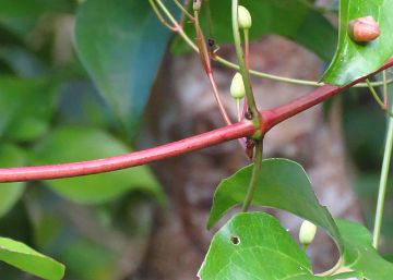 茎