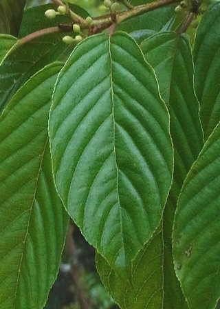 葉