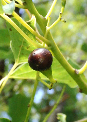 �ʎ�(�t��)�P