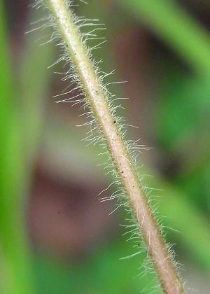 茎