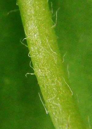 茎