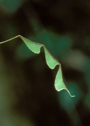 ʎ(߉)
