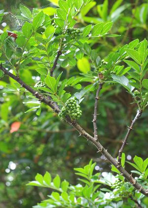 アマミザンショウ(全体・果実)