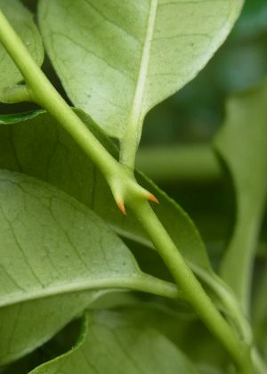 茎の刺