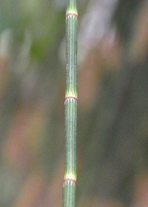葉状枝