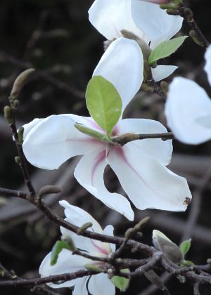 花弁下の葉