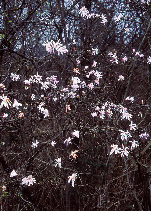 シデコブシ1(白色系)