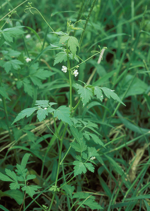 フウセンカズラ1