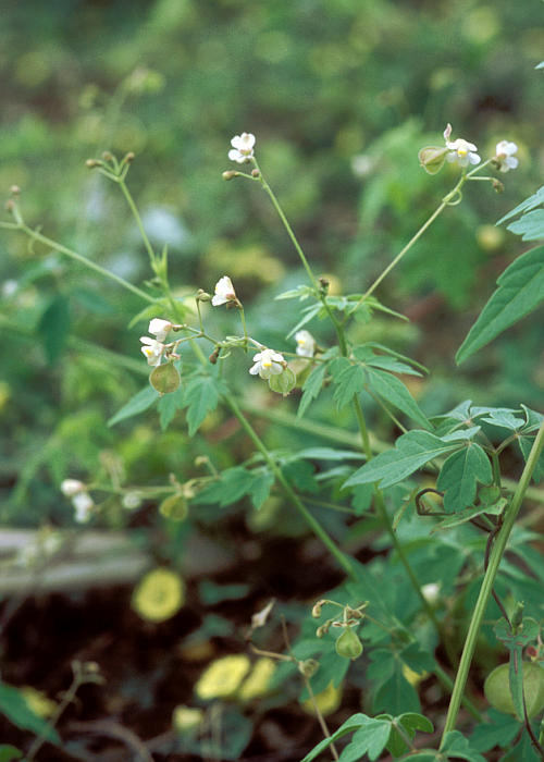 コフウセンカズラ1