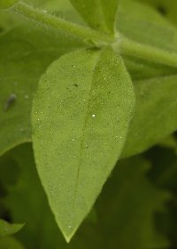 葉