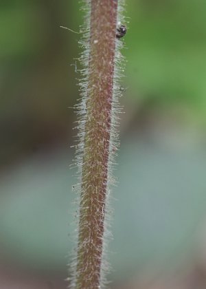 茎