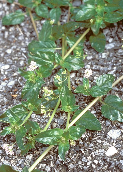 ナハカノコソウ1