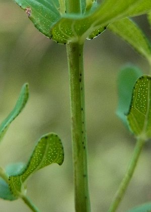 茎