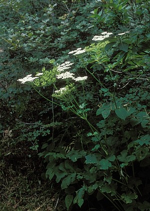 cMniEh
