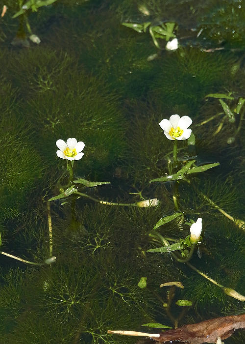 フサジュンサイ1