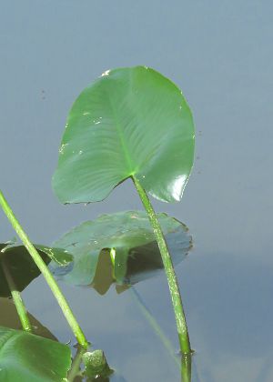 葉