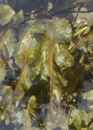 水中葉2