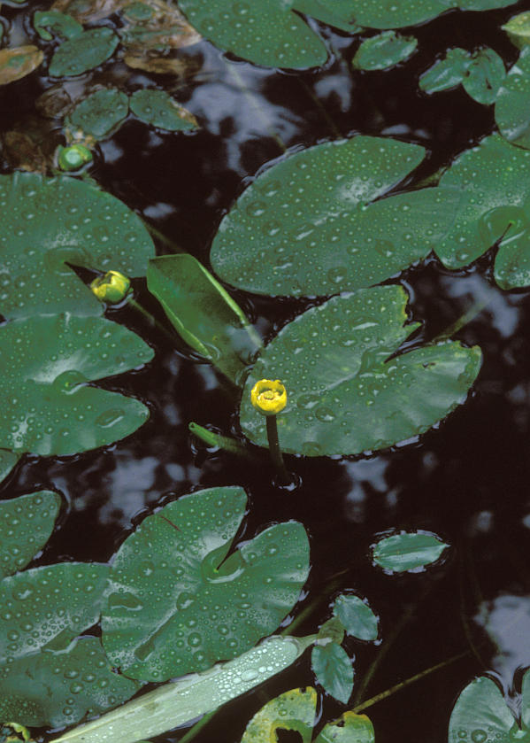 ネムロコウホネ1