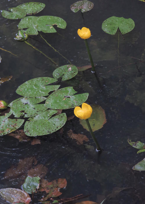 オグラコウホネ1