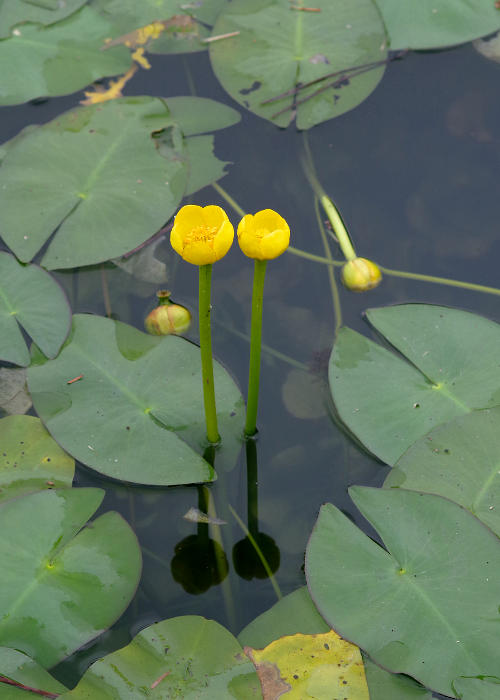 サイコクヒメコウホネ1