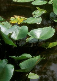 抽水葉