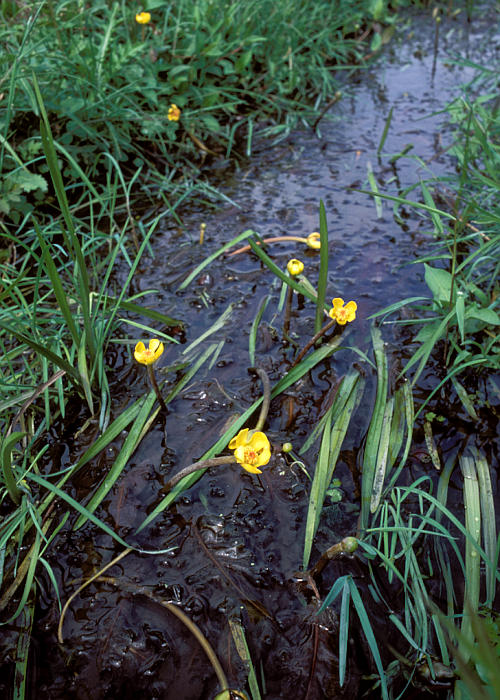 シモツケコウホネ1