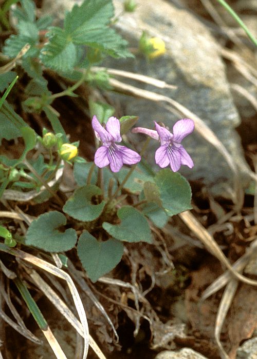 VIola rostrata f. alpina