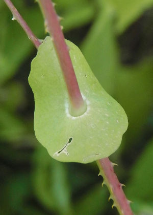 托葉