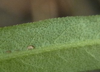 葉裏(腺点)