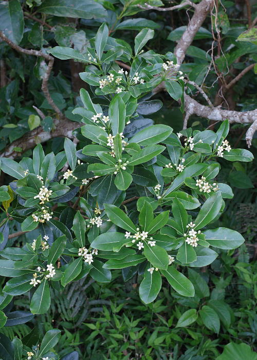 オキナワトベラ1