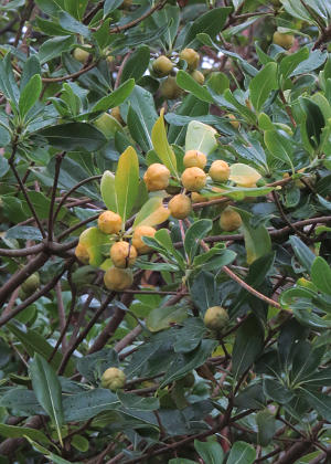 �ʎ�(����)