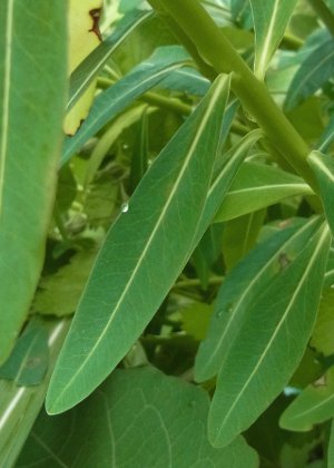 茎葉