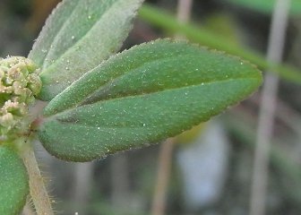 葉