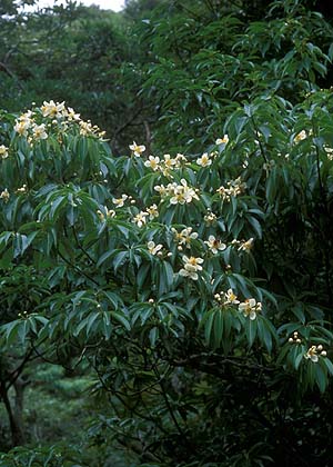 CWR