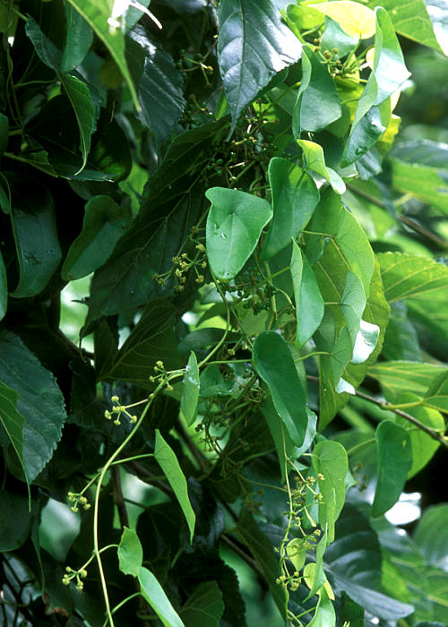 コバノハスノハカズラ1