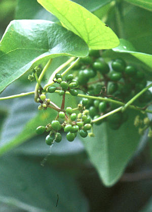 �ʎ�(�j��)(���n��)