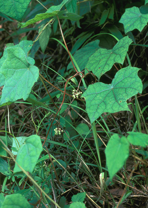 コウモリカズラ1