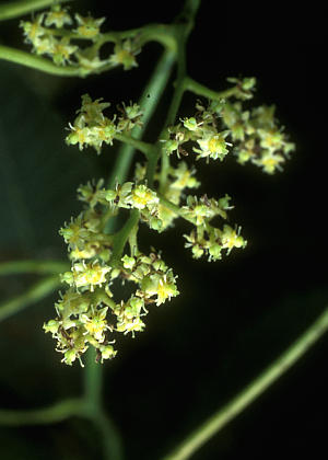 ���ԁE�Y��