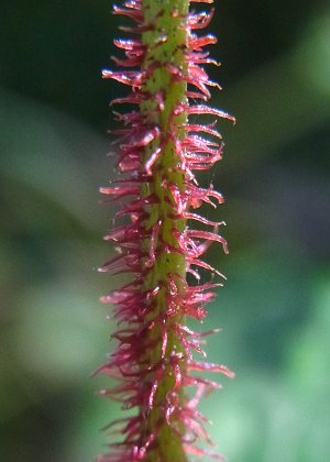 花柄