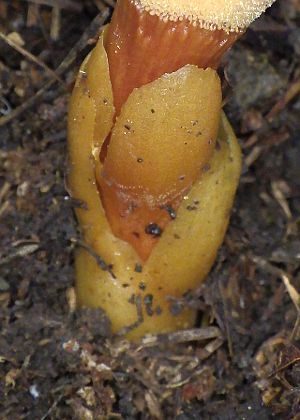 葉(鱗片状)