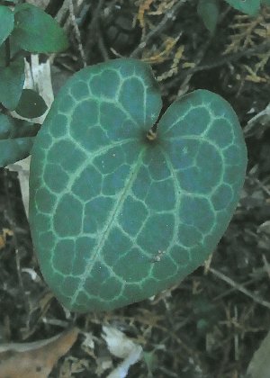 葉3(亀甲紋、光沢無)