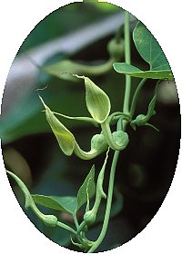 花2