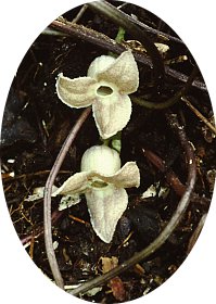 花2
