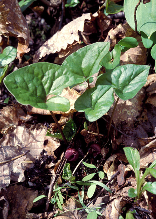 オクエゾサイシン1