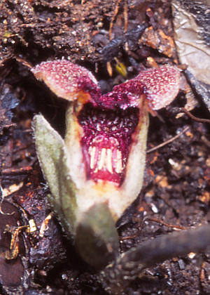 �ԂR(����)