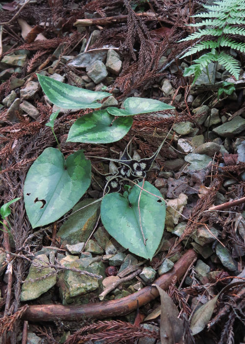 オナガカンアオイ1