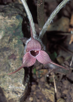 �ԂP(����)